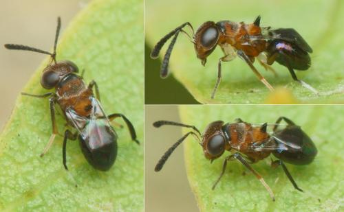 Encyrtus aurantii